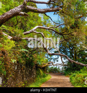 Foresta laurel e canale di irrigazione. Lewada 25 das Fontes e Lewada do risco , l'isola di Madeira, Portogallo Foto Stock