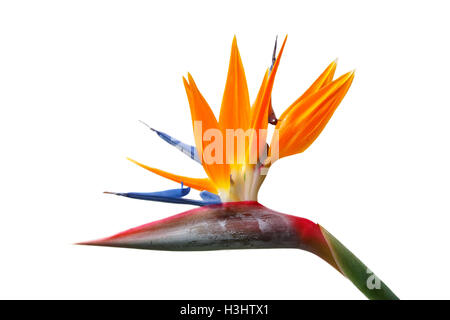 Uccello del Paradiso fiore, strelitzie. Isolato su sfondo bianco Foto Stock