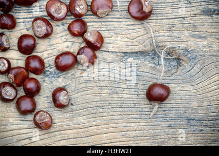 Aesculus Hippocastanum seme. Ippocastani. Conker su una stringa Foto Stock