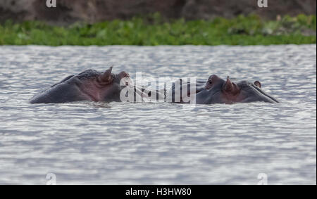 Ippopotami soddisfare un testa a testa in acqua Foto Stock
