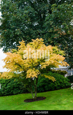 Acer palmatum sango-kaku syn. senkaki Foto Stock