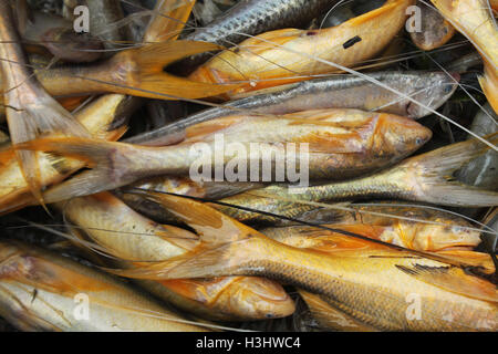 Assortiti locali del Bangladesh pesci. Khulna, Bangladesh. Foto Stock