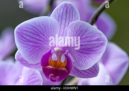 Close up di rosa Phalaenopsis o Moth Orchid, fiore mostra venata di petali. Foto Stock