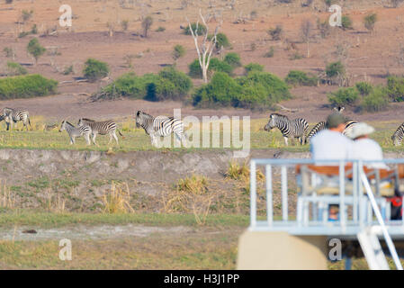 Tourist guardando la mandria di zebre che pascolano nella boccola. Crociera in barca e wildlife safari sul fiume Chobe, Namibia Botswana confine, Af Foto Stock