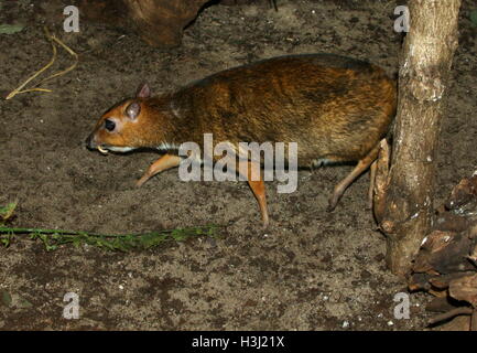 Maschio mouse filippino deer (Tragulus nigricans), a.k.a. Balabac Chevrotain o Pilandok localmente Foto Stock