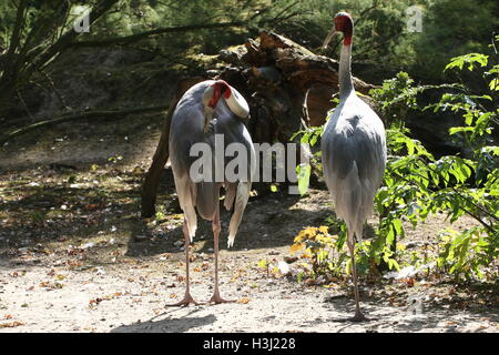 Maschio e femmina gru Sarus (Grus antigone), nativo di India e Australasia Foto Stock