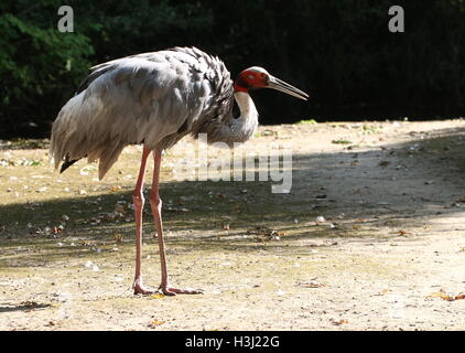 Maschio gru Sarus (Grus antigone), nativo di India e Australasia, più alto volo di uccelli nel mondo. Foto Stock