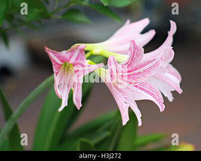 Closeup colpo di compensate venata di amaryllis, Amaryllis reticulata, o Hippeastrum reticulatum Foto Stock