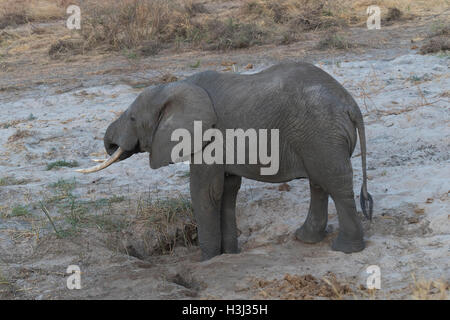 Un bambino dell' elefante africano nel letto del fiume Tarangire nel Parco Nazionale di Tarangire e, Tanzania Foto Stock