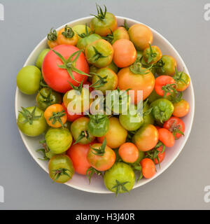 Pomodori verdi - pomodori a vari gradi di maturazione delle uve raccolte a inizio autunno da domestico serra. Foto Stock