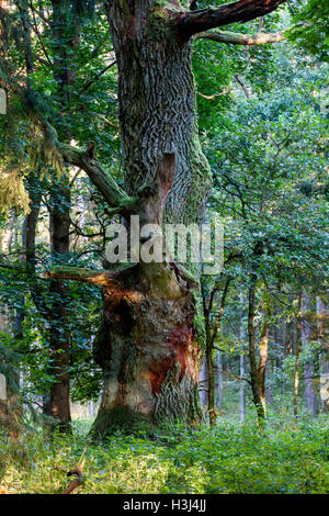 Mossy 300 anno vecchio albero di quercia nella foresta Pisz, Polonia, l'Europa. Foto Stock