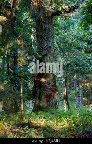 Mossy 300 anno vecchio albero di quercia nella foresta Pisz, Polonia, l'Europa. Foto Stock