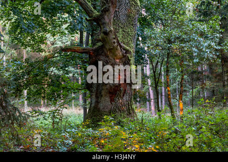 Mossy 300 anno vecchio albero di quercia nella foresta Pisz, Polonia, l'Europa. Foto Stock