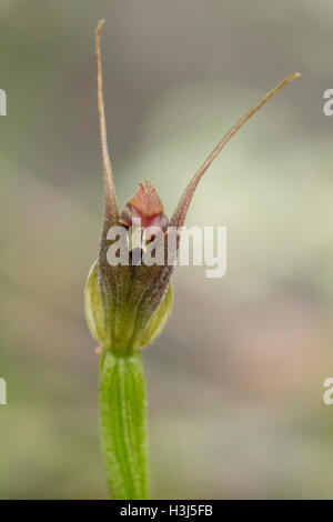 Pterostylis pedunculata, Maroonhood Orchid a Baluk Willam Flora Riserva, Belgrave Sud, Victoria, Australia Foto Stock