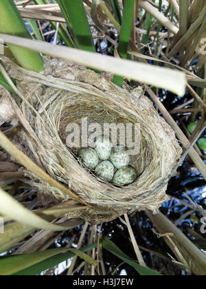 Il nido delle Paddyfield Trillo in natura. Russia, Rjazan Regione (Ryazanskaya oblast), il distretto Pronsky. Nowomitschu Foto Stock