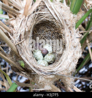 Il nido delle Paddyfield Trillo in natura. Russia, Rjazan Regione (Ryazanskaya oblast), il distretto Pronsky. Nowomitschu Foto Stock