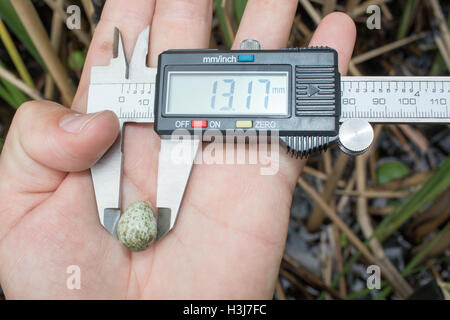 Acrocephalus agricola. Le uova del Paddyfield trillo. Russia, Rjazan Regione (Ryazanskaya oblast), il distretto Pronsky. Foto Stock