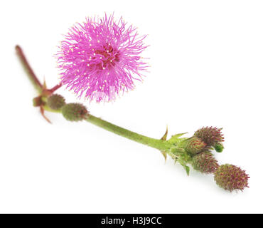 Medicinali pudica Mimosa non mi toccare flower su sfondo bianco Foto Stock