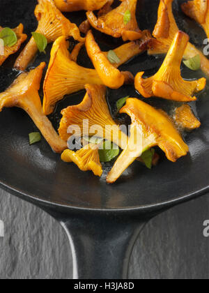 Wiild chanterelle organico o girolle funghi (Cantharellus cibarius) o in padella con il burro e le erbe aromatiche Foto Stock