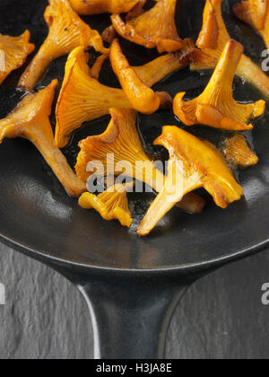 Wiild chanterelle organico o girolle funghi (Cantharellus cibarius) o saltate nel burro Foto Stock