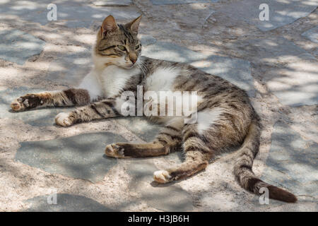 Il greco Gatto sdraiato in ombra Foto Stock