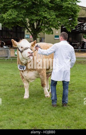 Un britannico del Simmental vacca è essendo sfilavano a tre contee visualizza Foto Stock