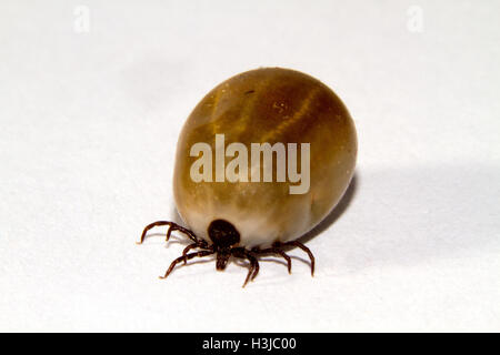 Ixodes ricinus, la Castor bean tick, congestioni con un pasto di sangue Foto Stock