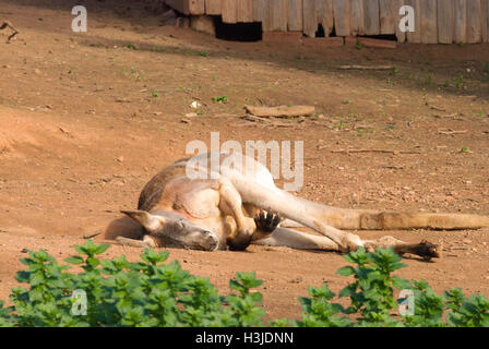 Un grande maschio di canguro posa sulla terra che dorme nella sun Foto Stock