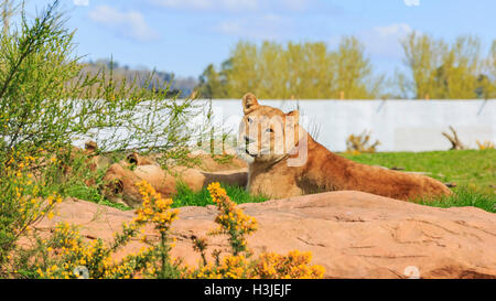 Lion nella bellissima West Midland Safari Park il Apr 23, 2016 a Spring Grove, Regno Unito Foto Stock