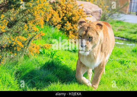 Lion nella bellissima West Midland Safari Park il Apr 23, 2016 a Spring Grove, Regno Unito Foto Stock