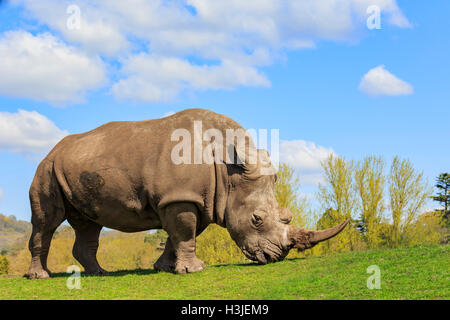 Il rinoceronte indiano nella bellissima West Midland Safari Park il Apr 23, 2016 a Spring Grove, Regno Unito Foto Stock