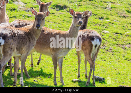 Cervi nella bellissima West Midland Safari Park il Apr 23, 2016 a Spring Grove, Regno Unito Foto Stock