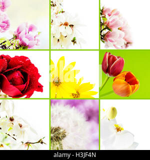 Collage di varie specie di fiori su fondo bianco con verde linee di separazione Foto Stock