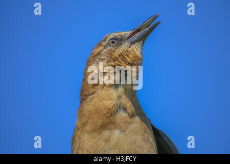 La femmina Brewer's Blackbird a Malibu Lagoon nel mese di settembre Foto Stock