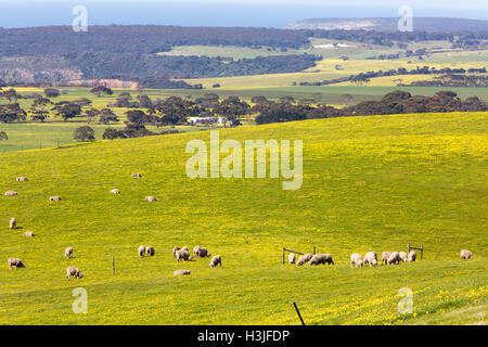 Campo di margherite giallo nella primavera del tempo su Kangaroo Island, guardando a nord verso Snelling e Spiaggia di Stokes Bay, Australia del Sud Foto Stock