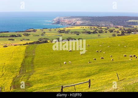 Campo di margherite giallo nella primavera del tempo su Kangaroo Island, guardando a nord verso Snelling e Spiaggia di Stokes Bay, Australia del Sud Foto Stock