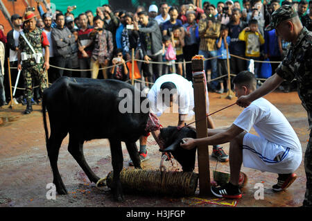 Kathmandu, Nepal. 10 ottobre, 2016. Un devoto Nepalese macellazione un bufalo in occasione del Navami, nono giorno del Festival di Dashain a Basantapur Durbar Square, Kathmandu, Nepal Lunedì 10 Ottobre, 2016. Il tempio si apre una volta in un anno per il pubblico il giorno Navami. Dashain è il più promettente e il più grande festival celebrato in Nepal che riflette antiche tradizioni e la devozione dei nepalesi verso la dea Durga. Credito: Narayan Maharjan/Pacific Press/Alamy Live News Foto Stock