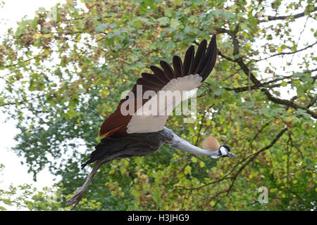 Flying Crowned Crane (Balearica pavonina), Wildpark Schwarze Berge, Rosengarten, Bassa Sassonia, Germania Foto Stock