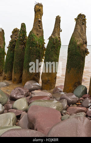 Patelle su pali di legno che sono parte di un groyne in della bocca di porto di Polock Weir nel Parco Nazionale di Exmoor, Somerset Foto Stock