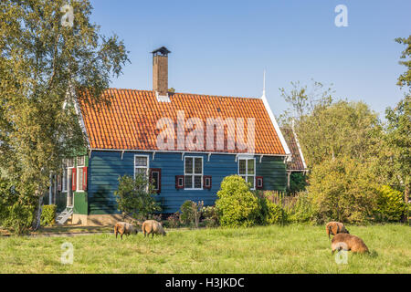 Le pecore di fronte ad un tipico olandese casa in legno a Zaanse Schans, Olanda Foto Stock