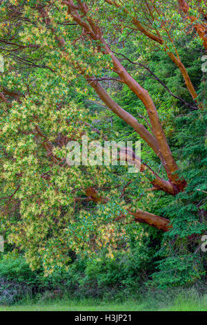 Stati Uniti d'America, Washington, San Juan Island National Historical Park, campo inglese, Pacific madrone alberi fioriscono a fianco di abete di Douglas. Foto Stock