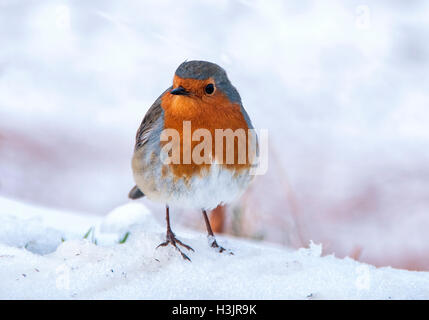 Unione Robin (Erithacus rubecula) nella neve. Foto Stock