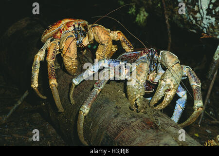 Il granchio del cocco (Birgus latro) Foto Stock