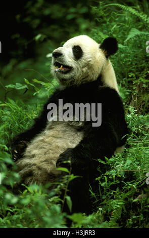 Panda gigante (Ailuropoda melanoleuca) Foto Stock