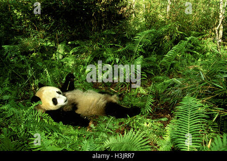 Panda gigante (Ailuropoda melanoleuca) Foto Stock