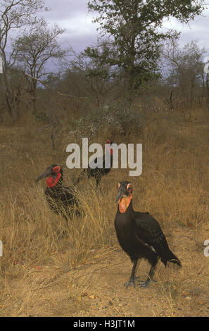 Massa meridionale-hornbill (Bucorvus leadbeateri) Foto Stock