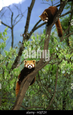 Panda rosso (Ailurus fulgens) Foto Stock