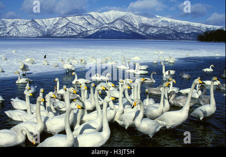 Whooper swan (Cygnus cygnus) Foto Stock