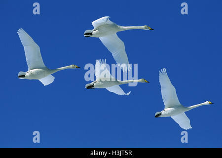 Whooper swan (cygnus cygnus) Foto Stock