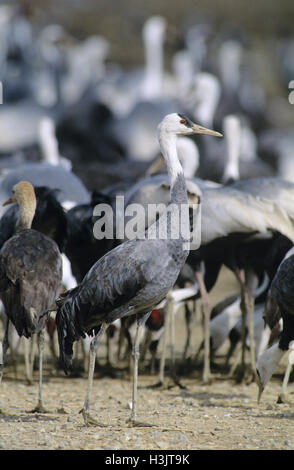 Gru con cappuccio (Grus monacha) Foto Stock